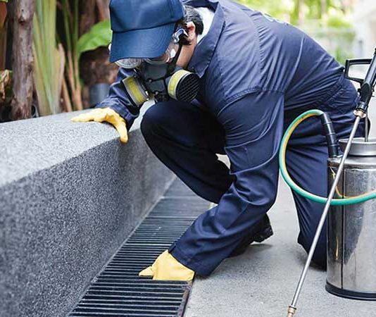 Derattizzazione Roma Derattizzazione Roma