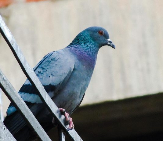 Allontanamento Volatili Roma Allontanamento Volatili Roma