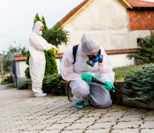 Disinfestazione Roma Disinfestazione Roma