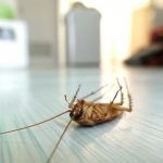 Disinfestazione blatte senza pesticidi Roma