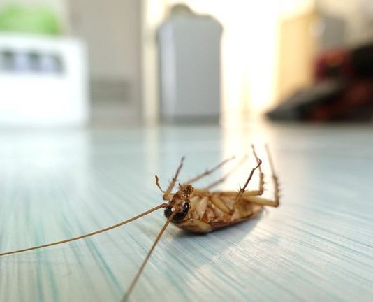 Disinfestazione blatte senza pesticidi Roma Disinfestazione blatte senza pesticidi Roma