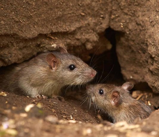 Derattizzazione Roma Derattizzazione Roma