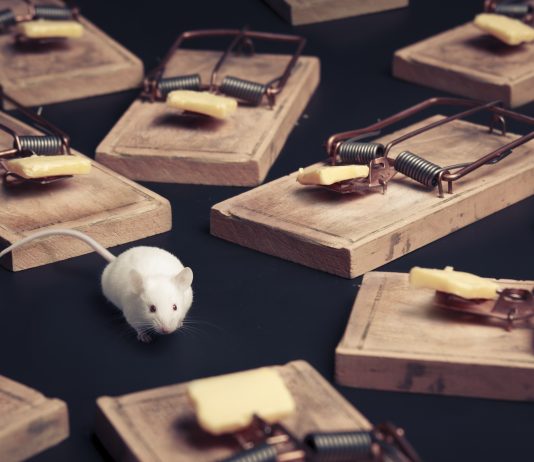 Costo Derattizzazione Roma Costo Derattizzazione Roma