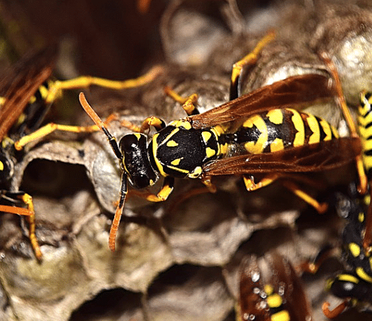 Allontanare vespe Roma Allontanare vespe Roma