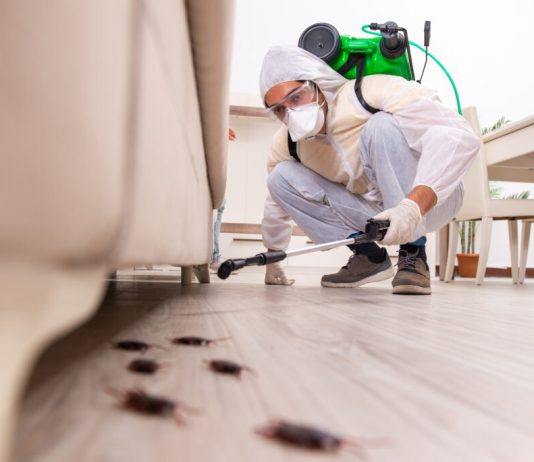 Disinfestazione vespe Roma Disinfestazione vespe Roma