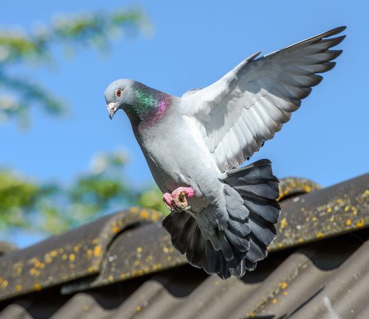 Allontanamento volatili Roma Allontanamento volatili Roma