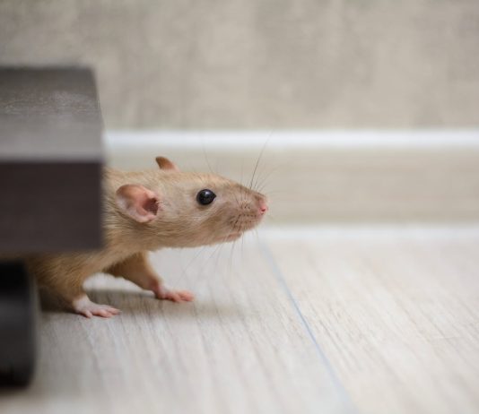 Derattizzazione definitiva roma Derattizzazione definitiva roma