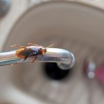 Disinfestazioni lumache Roma