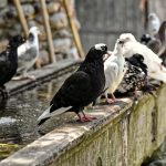 Piccioni come allontanarli Roma