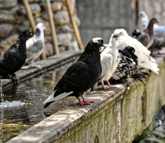 Piccioni come allontanarli Roma Piccioni come allontanarli Roma